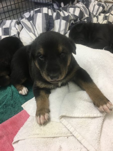 47742EA6-1C61-4F5C-A7FF-4FC5ABB9E616