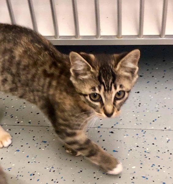 69628133_374726333446215_6214349478632095744_n