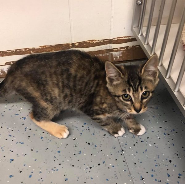 69890280_453915475199777_9196628941949894656_n