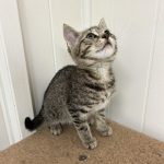 384529335_851298566524190_4059656420244252795_n