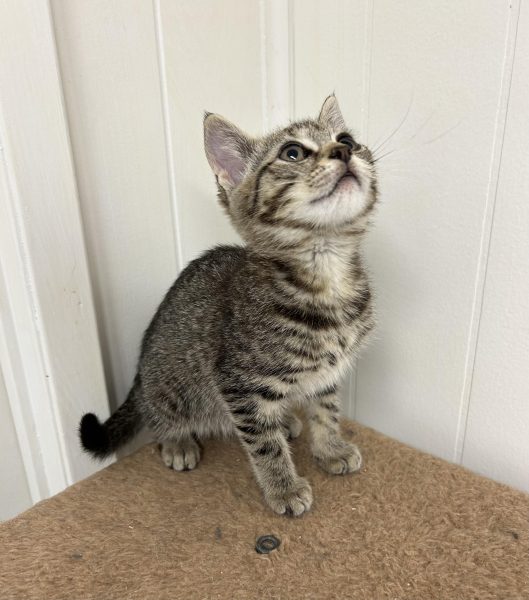 384529335_851298566524190_4059656420244252795_n