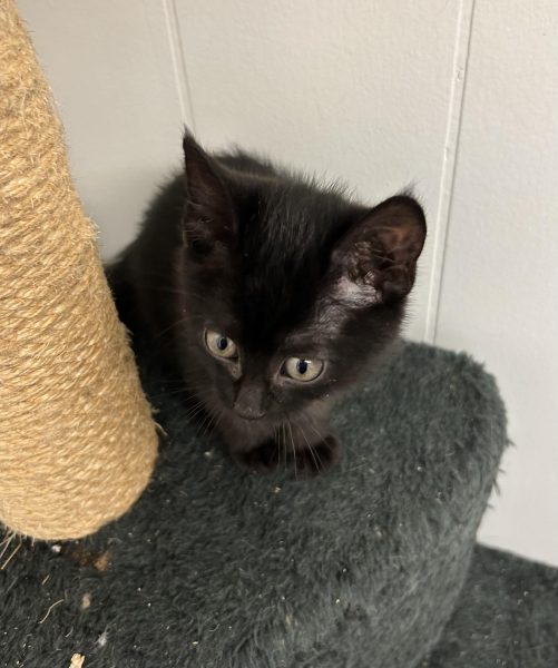 384534062_331849335990069_7165426391618166462_n