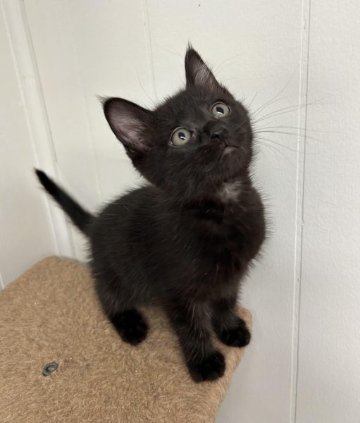 387573507_719237443572277_2811621372285121841_n