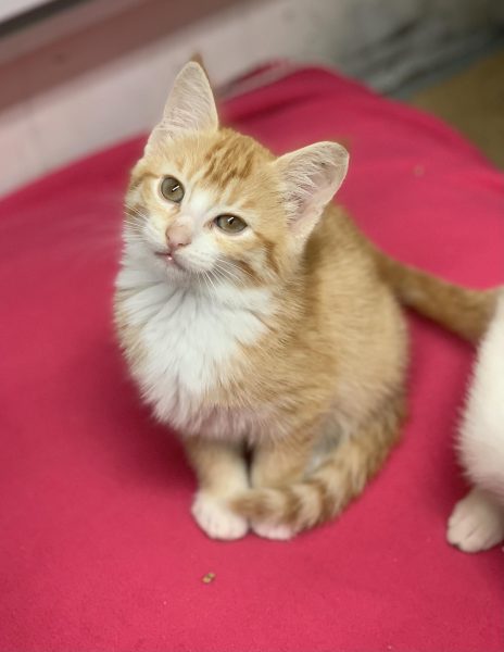 393733574_709649617862713_3321751821437193394_n