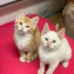 393848990_1284507392260003_8147728425853022884_n