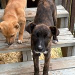 04517a0ea8367d67c01e57fbf5db70ed