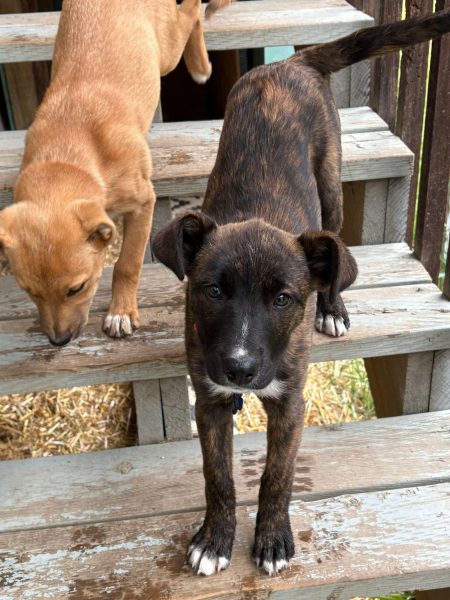 04517a0ea8367d67c01e57fbf5db70ed