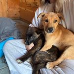 3b66218c5809c0e08ce1cab186aca1e1