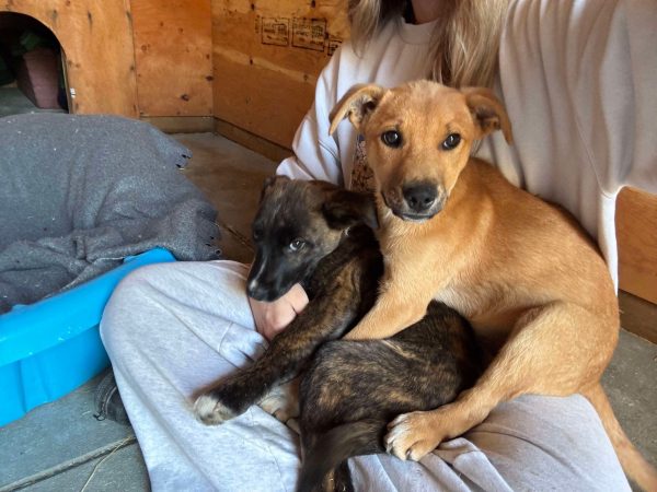 3b66218c5809c0e08ce1cab186aca1e1