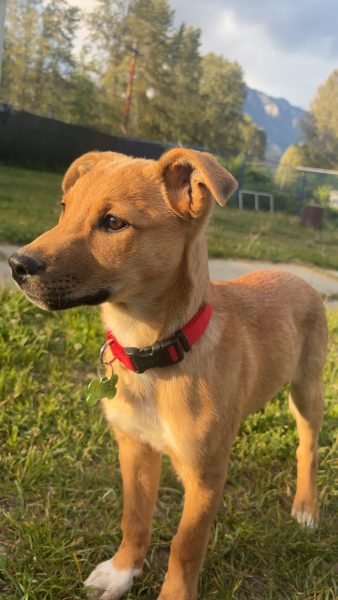 CjYKMlNuYXBjaGF0LzEzLjQwLjAuNDYgKGlQaG9uZTE1LDQ7IGlPUyAxOC40LjE7IGd6aXApIAI=