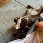 a8d0d642004277f77d18e916cde814db