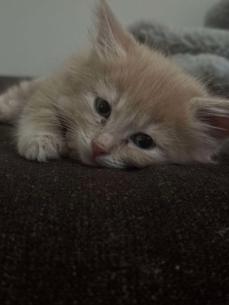 0073ff685c3bd4edea37d8c472075e5d