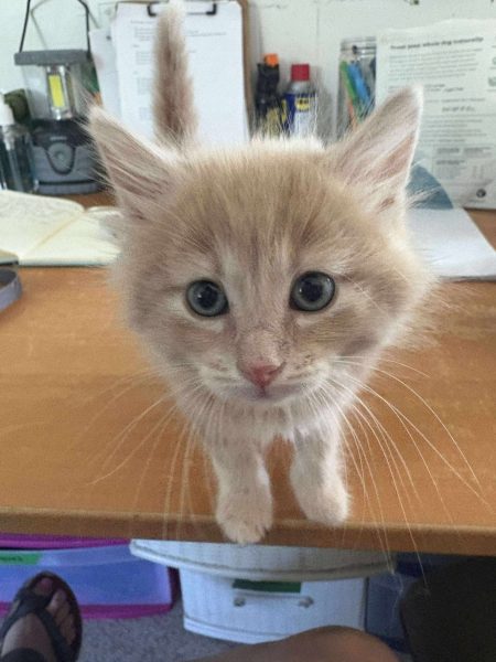 05dd865a892130022a81b6e144683cd6