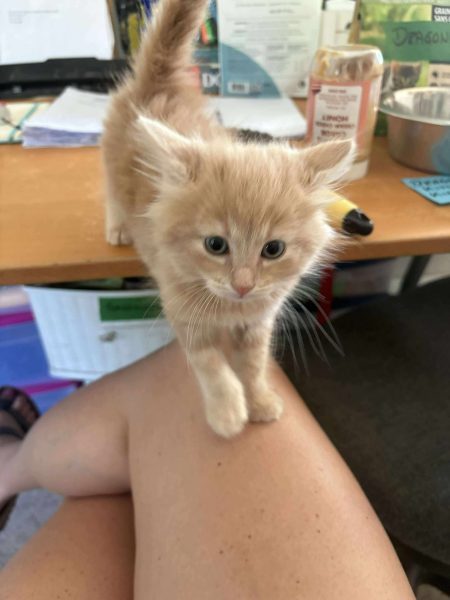 40b1091dab93b2c85ac4054d00ac269d