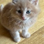 4ad1b332d52b0f9f0de464796dfec061