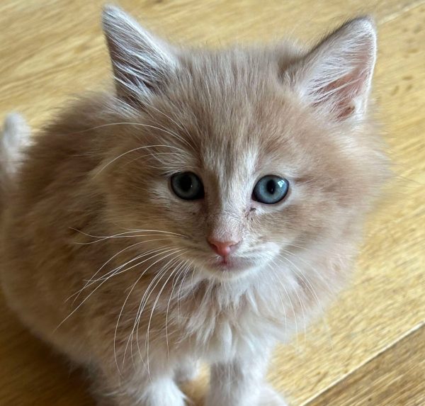 4ad1b332d52b0f9f0de464796dfec061 2