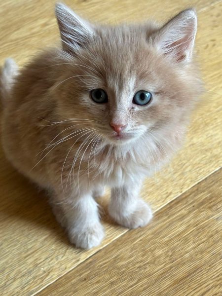 4ad1b332d52b0f9f0de464796dfec061