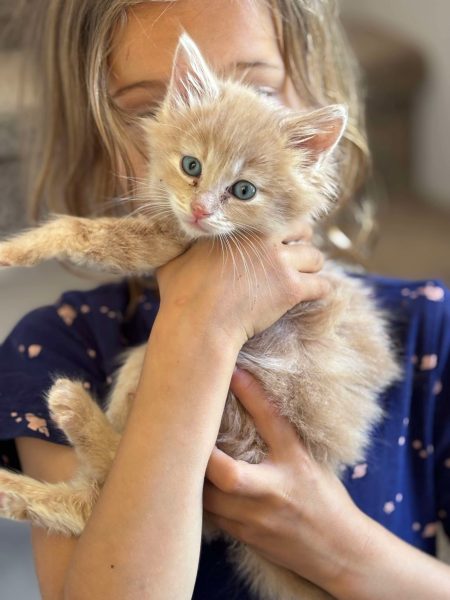 810984dcab896bdf7afcbdd6513bcf52