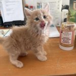 9680051d98ba913d9502d9d6bf357bfc