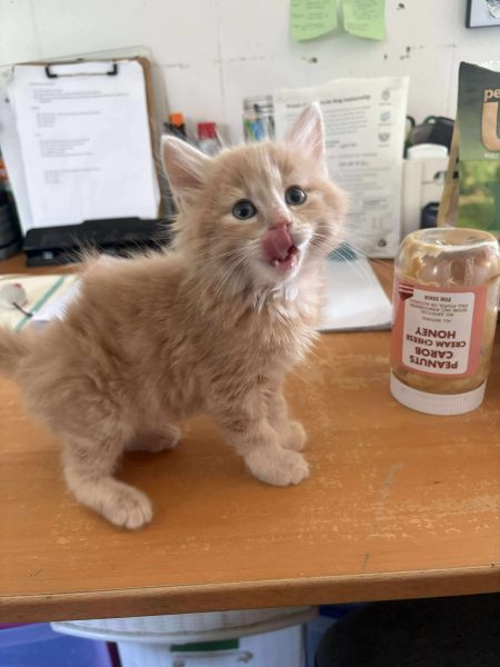 9680051d98ba913d9502d9d6bf357bfc