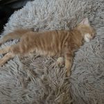 b9bc39ce757ac079d0ce683873067027