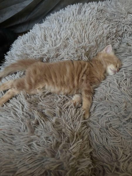 b9bc39ce757ac079d0ce683873067027