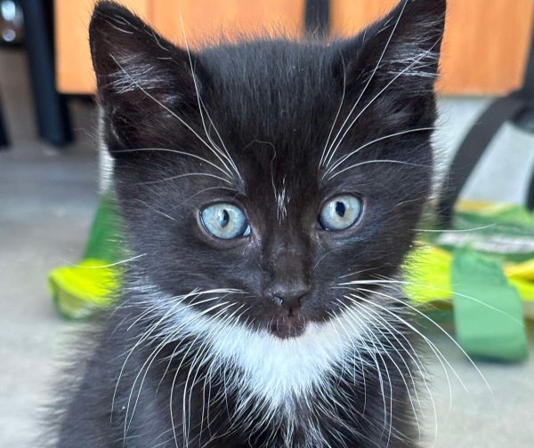 e2b80d50f86959aaca3d2e7c78cb91ae 2