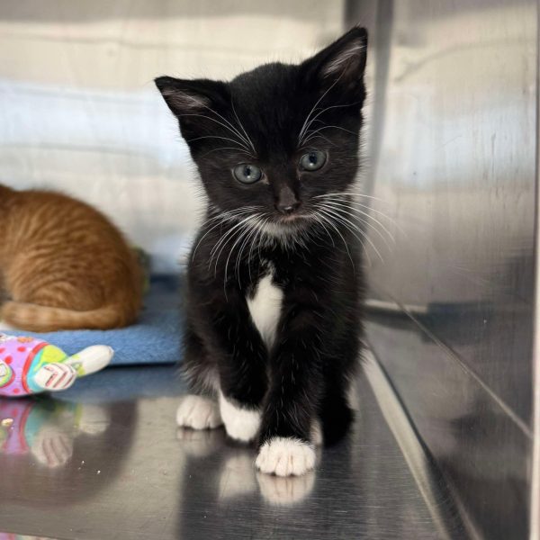 083d6561aaccbf038b4e08c0a0b6a20d 2