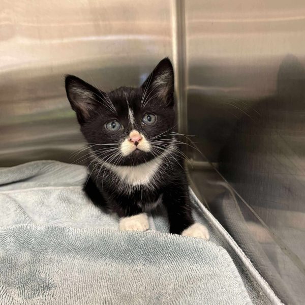 64f526dbc0364e1fe7cf335ac77af7ec