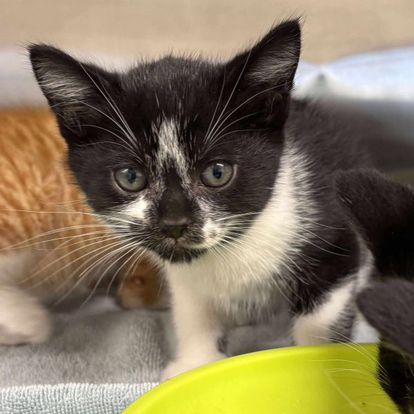 6ea3aa57dc4424653af77c2450102336 2