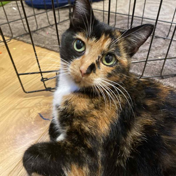 att.BwtMYxUd-IW93L-8mgRdKBo7LIN7JikOIoiRDxc4GtY