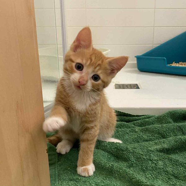 att.dPO2Gkz6XOqDkbZNYEVUzpVgMfXs-bHjrOF6JctxXWM