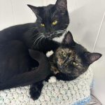 5e4941a24d8fa9e995e66a161dd02a8b