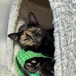 a2a66838f976b7970c7aed8d16dad2b1