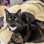 ce29cfb936b57bd6a09a006d06d4780e