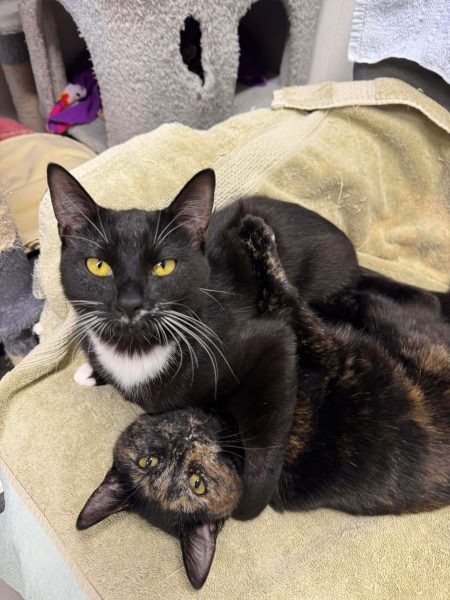 ce29cfb936b57bd6a09a006d06d4780e