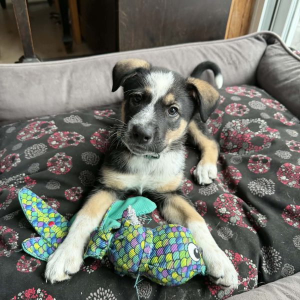 att.0DXf6oEpLRyZfBDMaM0_pGKjkPfLrJ8C2troOk8-Up0