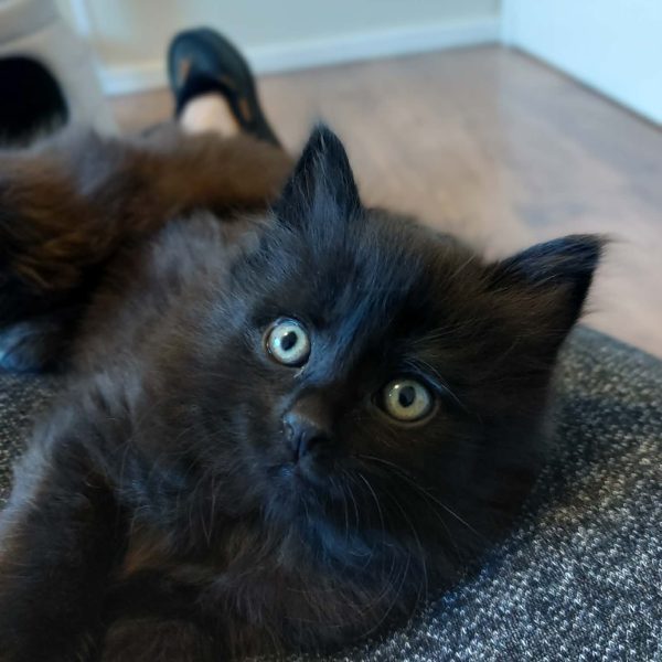 att._w6ISB-QjW-7oASztW4qOcwxjF0A_H2i759VZKF0CTg