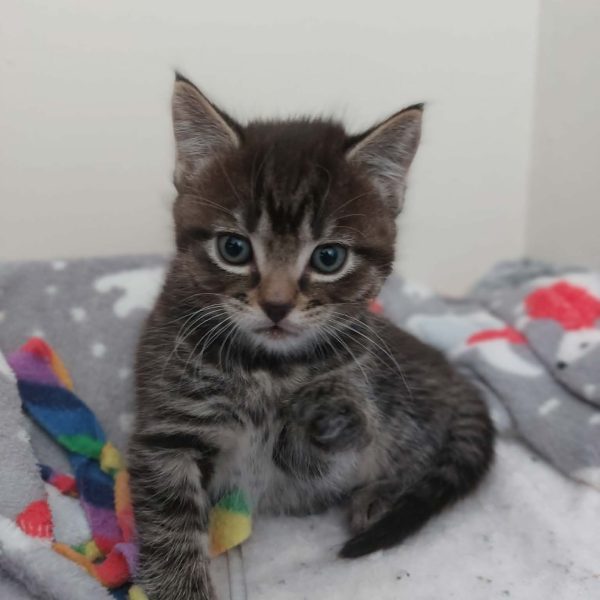 att.eksyJl-VTmV9M0Dl5iD1ZXxQa7zHX64lbPhbvDrcwE8