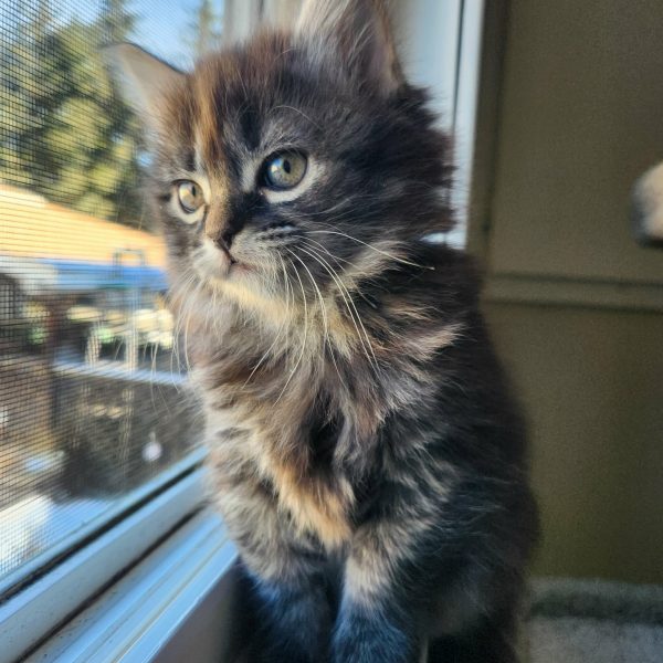 att.mMVZuXIs85X_H_E54bhfeHd4XsisPzw1y4fV_cVXS5g