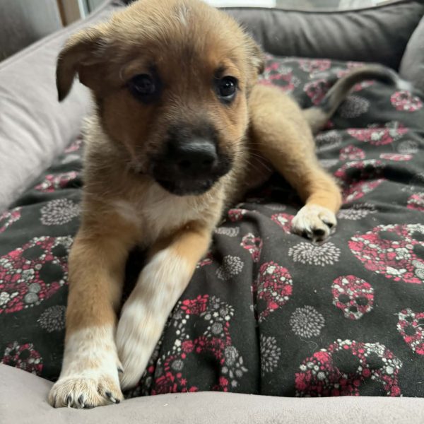 att.MTaSlu9IjUYI475jR1G6JD96nOaSap6FzOriIfWMOPQ