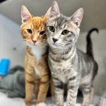 94b36721ec494b9f8a1afa6d21290c14