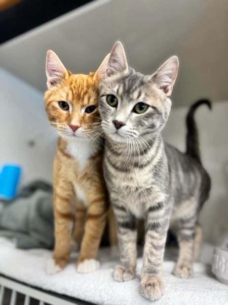 94b36721ec494b9f8a1afa6d21290c14