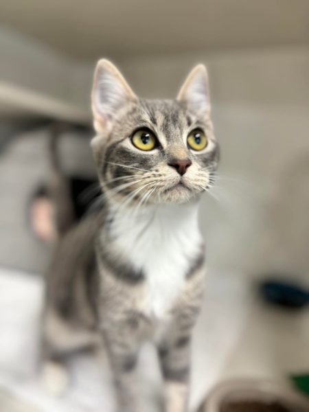 9bba628c9eb881b8379e738fcd085286