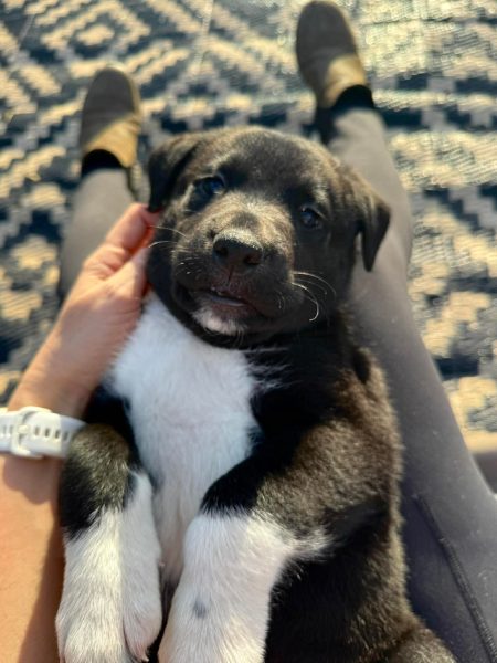 4309dced3656b02b0cf27f12223f92a3