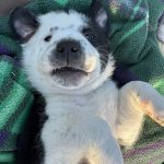 62572f3511af0cc63fe446c41398fa55