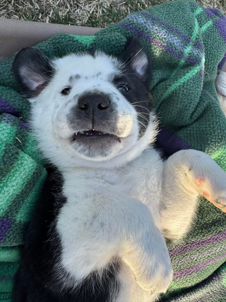 62572f3511af0cc63fe446c41398fa55