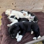 6370c43c1a400ba83271d39832d7f221