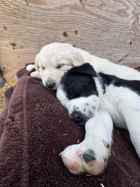 bbff6c647c32177c4b875f84cba0c824