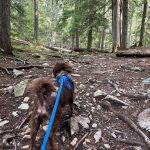 c1006be52582271c6da450854a36ef02